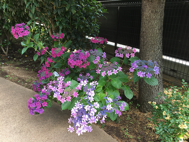 6月9日　あじさいとゆり